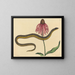 The Glass Snake Anguis ventralis - Mark Catesby — framed artwork on a wall