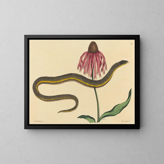 The Glass Snake Anguis ventralis - Mark Catesby — framed artwork on a wall