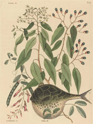 Mark Catesby - The Globe Fish Tetrodon lagocephalus.webp