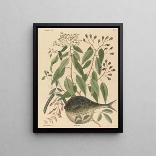Mark Catesby - The Globe Fish Tetrodon lagocephalus.webp