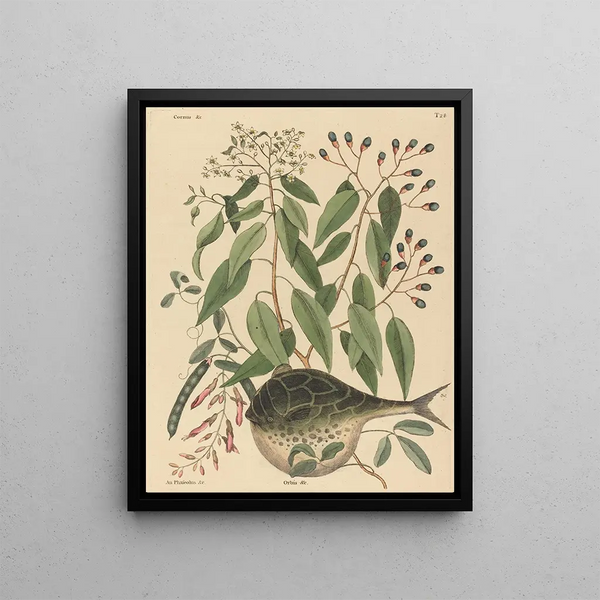 the globe fish Tetrodon lagocephalus - Mark Catesby — framed artwork on a wall