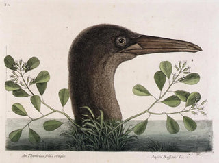 Le grand bouc à feuilles obtuses d'Anthémis Bassano - Mark Catesby — artwork view