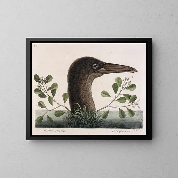 Le grand bouc à feuilles obtuses d'Anthémis Bassano - Mark Catesby — framed artwork on a wall