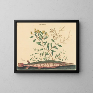 The Green Fish Esox osseus - Mark Catesby — framed artwork on a wall