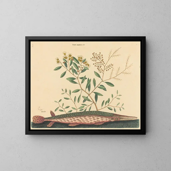 The Green Fish Esox osseus - Mark Catesby — framed artwork on a wall
