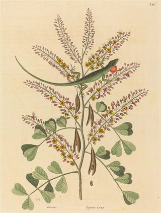 Mark Catesby - The Green Lizard of Jamaica Lacerta bullaris.webp