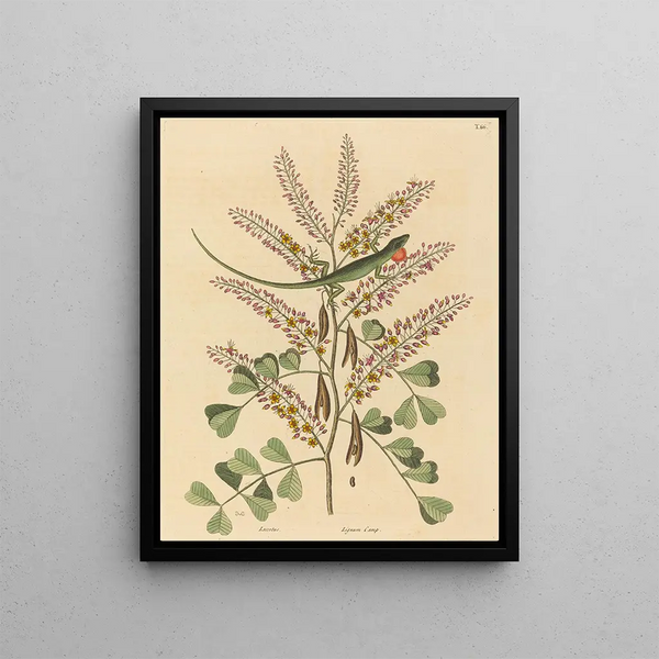 The Green Lizard of Jamaica Lacerta bullaris - Mark Catesby — framed artwork on a wall