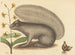The Gray Squirrel - Mark Catesby — artwork view