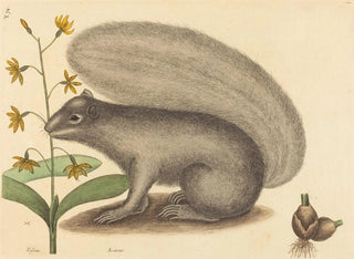The Gray Squirrel - Mark Catesby — artwork view