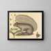 The Gray Squirrel - Mark Catesby — framed artwork on a wall