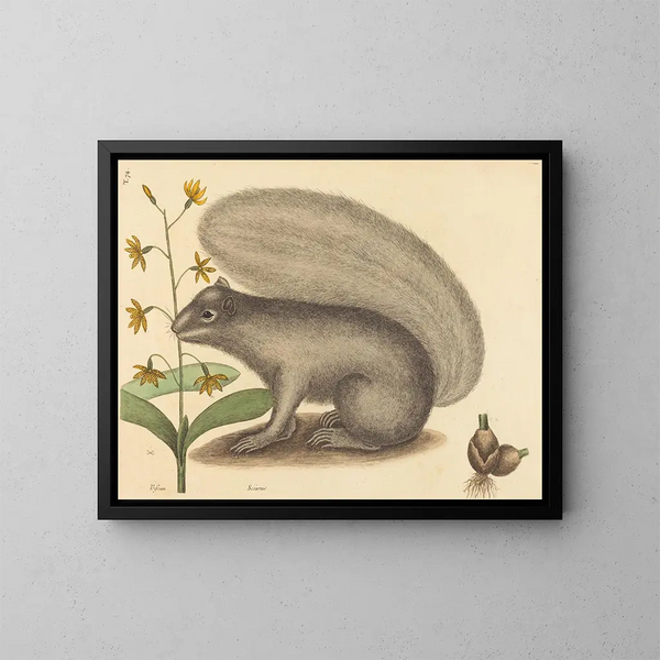 The Gray Squirrel - Mark Catesby — framed artwork on a wall