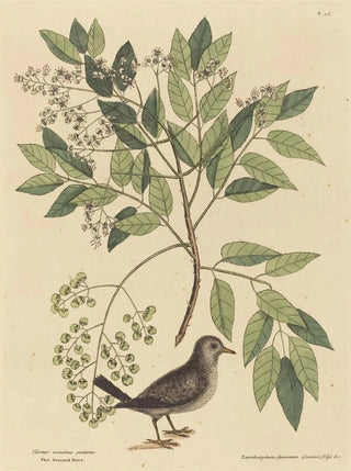 Mark Catesby - The Ground Dove Columba passerina.webp