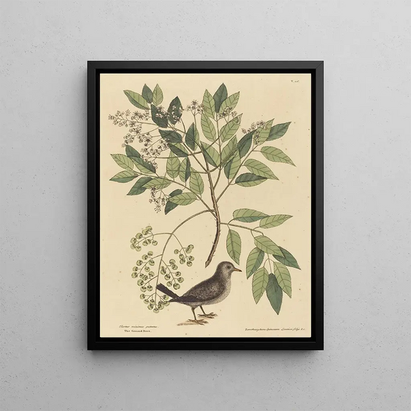La Tourterelle terrestre Columba passerina - Mark Catesby — framed artwork on a wall
