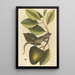 L'Iguane Lacerta Iguana - Mark Catesby — framed artwork on a wall