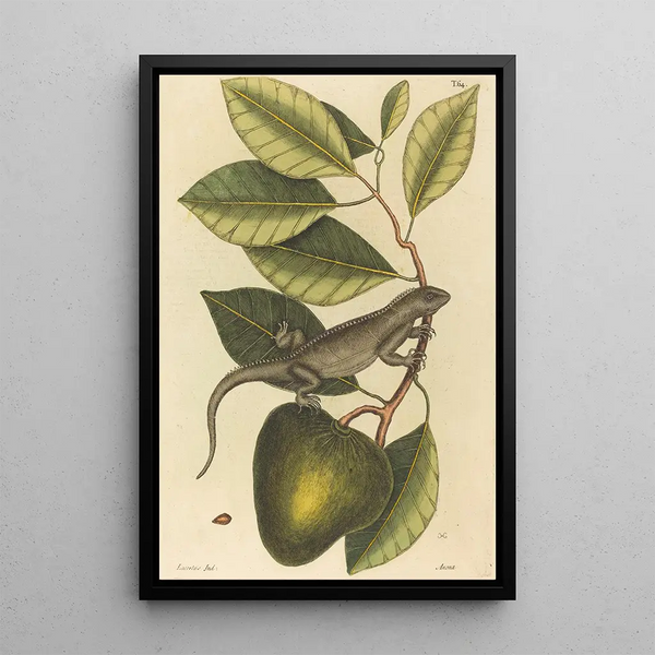 L'Iguane Lacerta Iguana - Mark Catesby — framed artwork on a wall