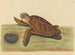 La tortue imbriquée - Mark Catesby — artwork view