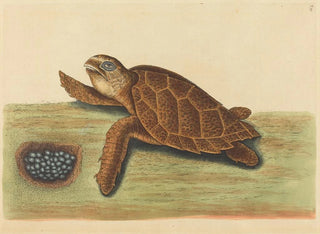 La tortue imbriquée - Mark Catesby — artwork view
