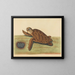 La tortue imbriquée - Mark Catesby — framed artwork on a wall