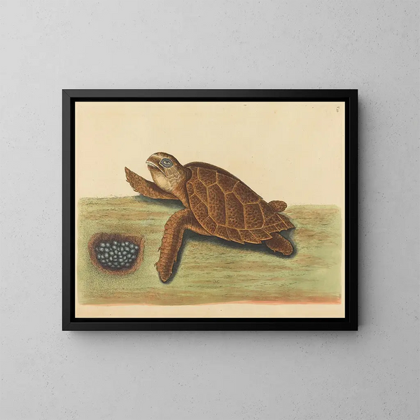 La tortue imbriquée - Mark Catesby — framed artwork on a wall