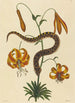 The Pig-Nosed Snake Boa contortrix - Mark Catesby — artwork view
