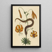 The Pig-Nosed Snake Boa contortrix - Mark Catesby — framed artwork on a wall