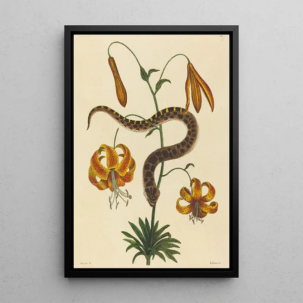 The Pig-Nosed Snake Boa contortrix - Mark Catesby — framed artwork on a wall