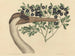 The Canadian Crane Ardea americana - Mark Catesby — artwork view