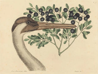 The Canadian Crane Ardea americana - Mark Catesby — artwork view