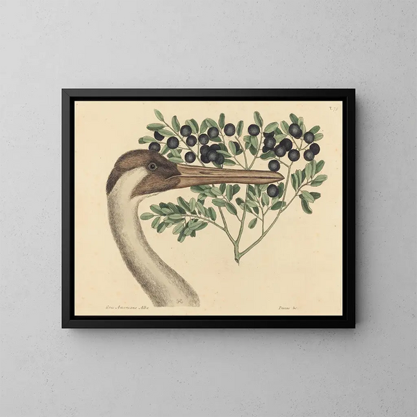 The Canadian Crane Ardea americana - Mark Catesby — framed artwork on a wall