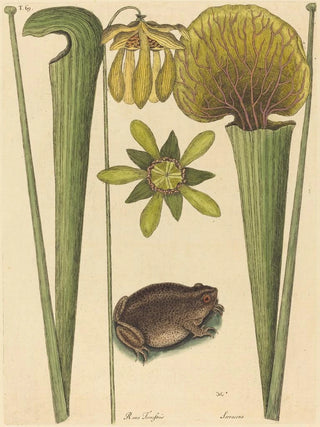 Mark Catesby - The Land Frog Rana.webp