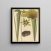 The Land Frog Rana - Mark Catesby — framed artwork on a wall