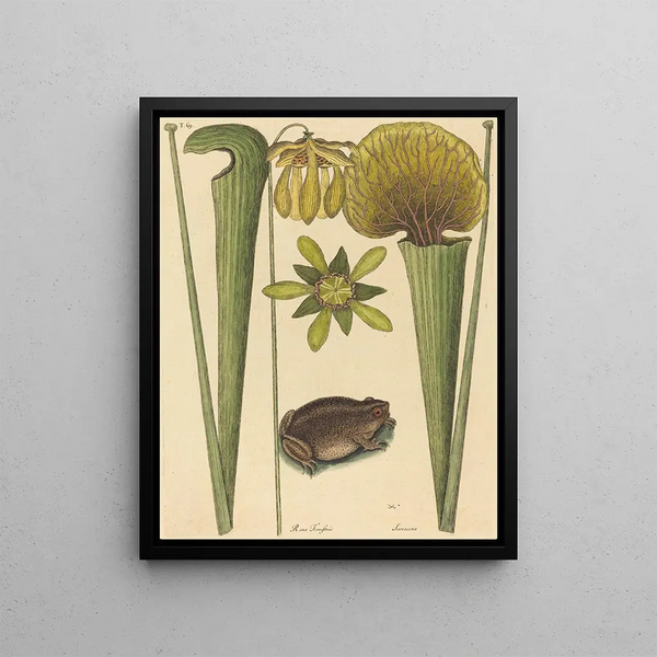 The Land Frog Rana - Mark Catesby — framed artwork on a wall