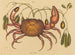the terrestrial crab Cancer ruricola - Mark Catesby — artwork view