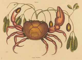 the terrestrial crab Cancer ruricola - Mark Catesby — artwork view