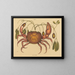the terrestrial crab Cancer ruricola - Mark Catesby — framed artwork on a wall