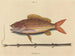 Le sparus synagris - Mark Catesby — artwork view