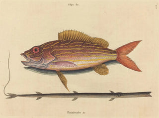 Le sparus synagris - Mark Catesby — artwork view