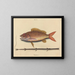 Le sparus synagris - Mark Catesby — framed artwork on a wall