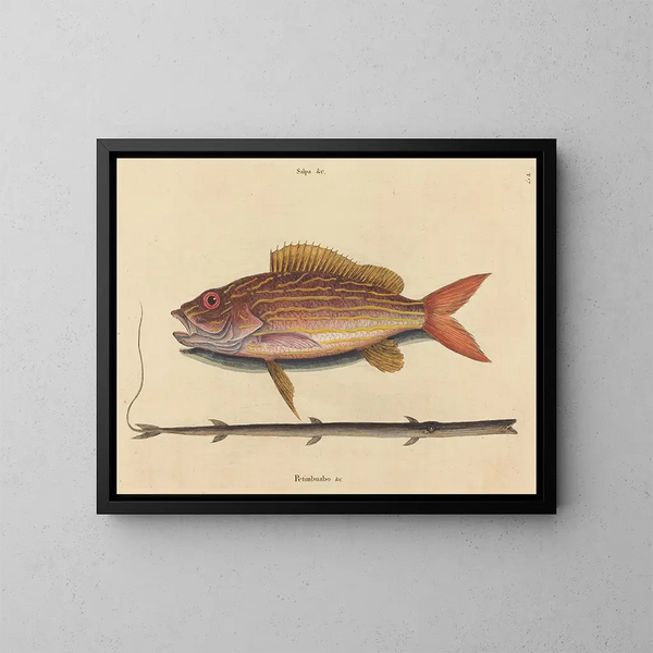 Le sparus synagris - Mark Catesby — framed artwork on a wall