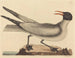 La mouette rieuse - Mark Catesby — artwork view