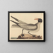 La mouette rieuse - Mark Catesby — framed artwork on a wall
