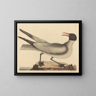 La mouette rieuse - Mark Catesby — framed artwork on a wall