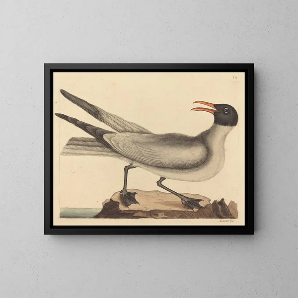 La mouette rieuse - Mark Catesby — framed artwork on a wall