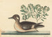 The Little Brown Duck, Anas rustica - Mark Catesby — artwork view