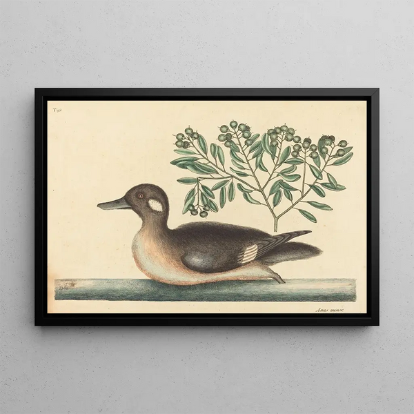 The Little Brown Duck, Anas rustica - Mark Catesby — framed artwork on a wall
