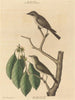 The Little Brown Flycatcher - Mark Catesby — artwork view