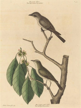 Mark Catesby - The Little Brown Flycatcher.webp