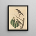 The Little Brown Flycatcher - Mark Catesby — framed artwork on a wall