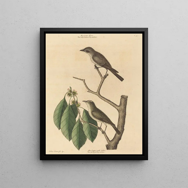 The Little Brown Flycatcher - Mark Catesby — framed artwork on a wall