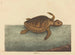 La tortue caouanne Testudo cavanna - Mark Catesby — artwork view